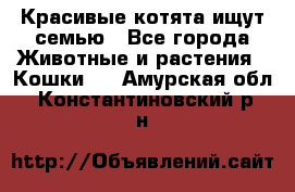 Красивые котята ищут семью - Все города Животные и растения » Кошки   . Амурская обл.,Константиновский р-н